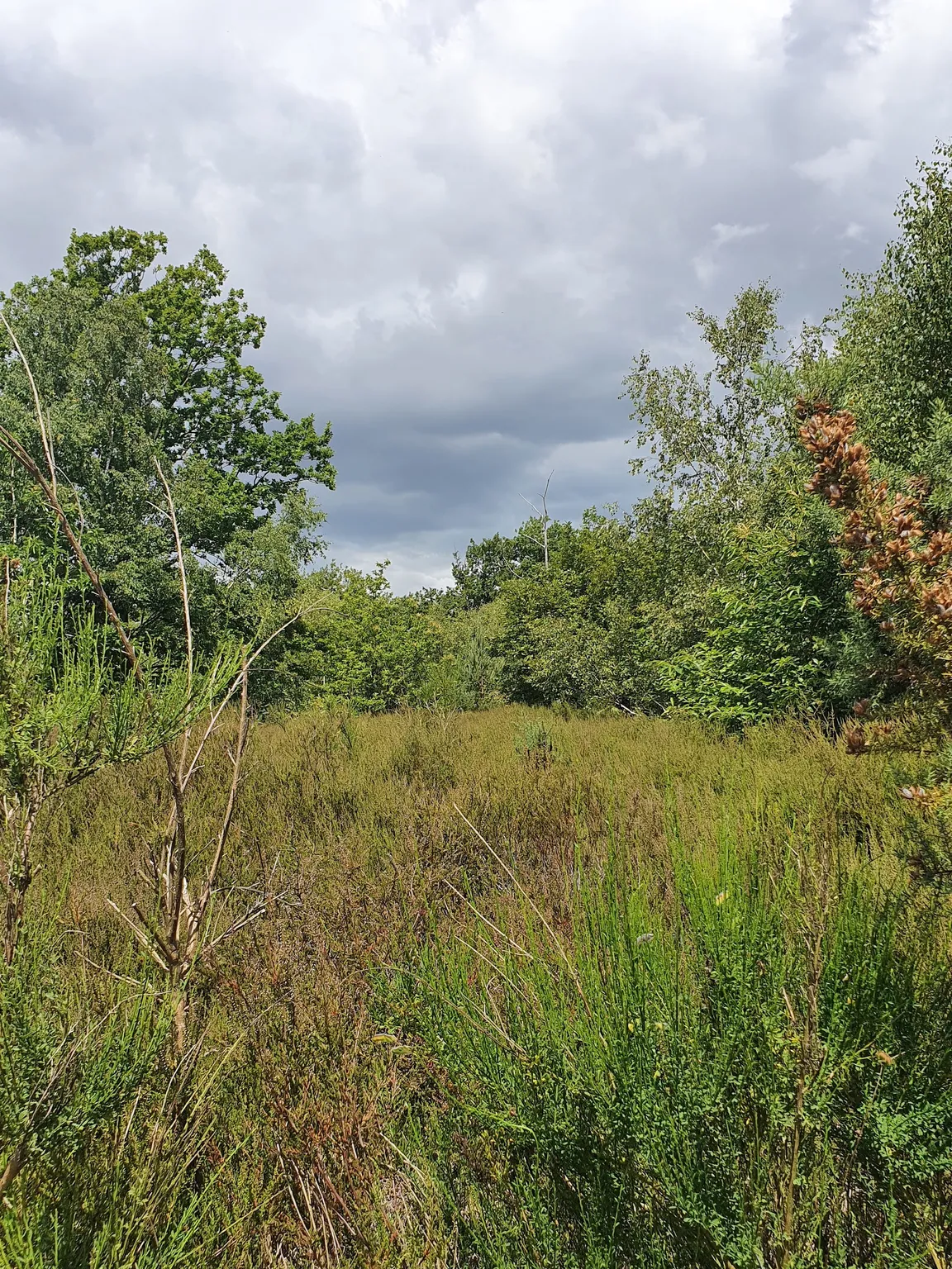 Blean Woods National Nature Reserve