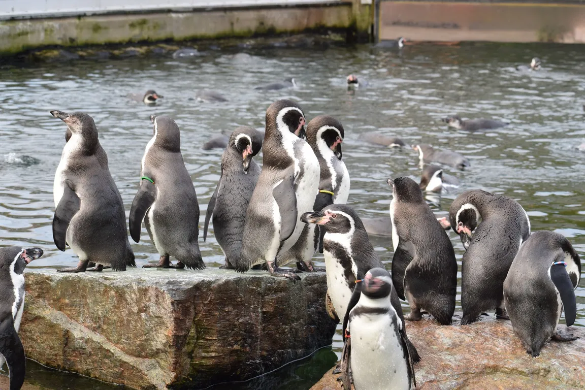 Copenhagen Zoo