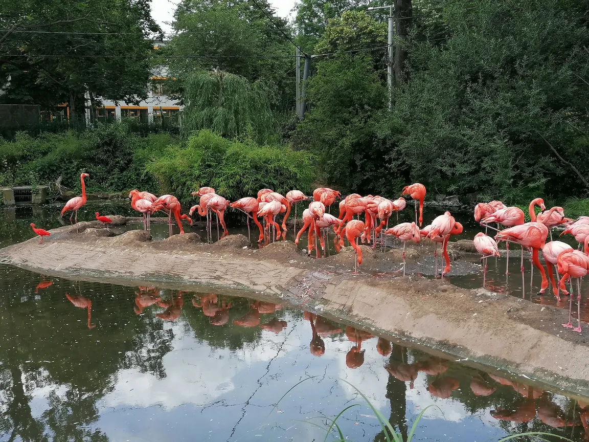 Ogród zoologiczny w Dreźnie