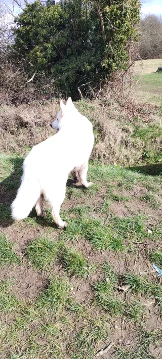 Cowsey Twisty Trails