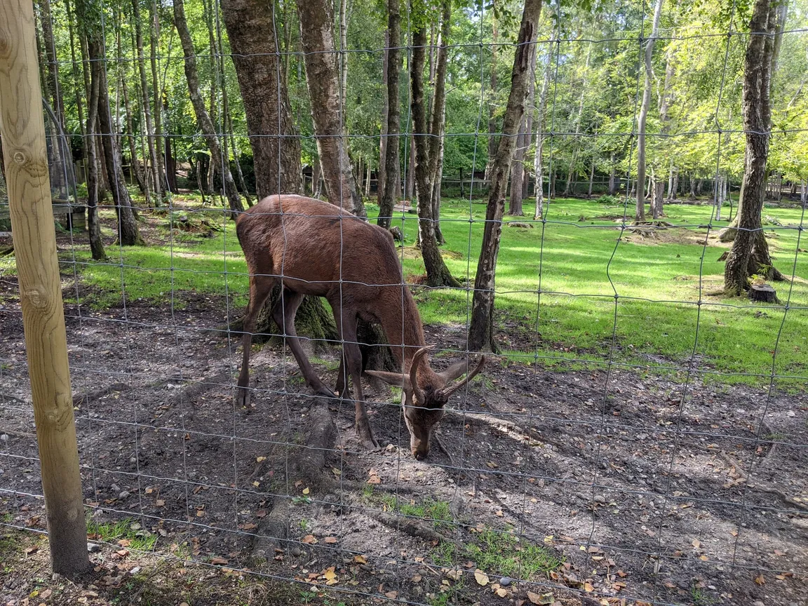 New Forest Wildlife Park