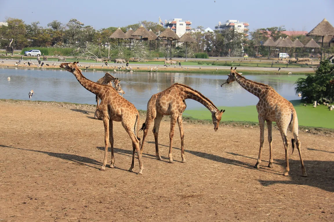 Safari World Bangkok