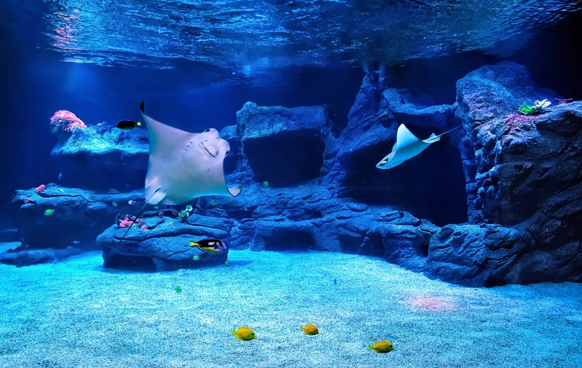 Aquazoo