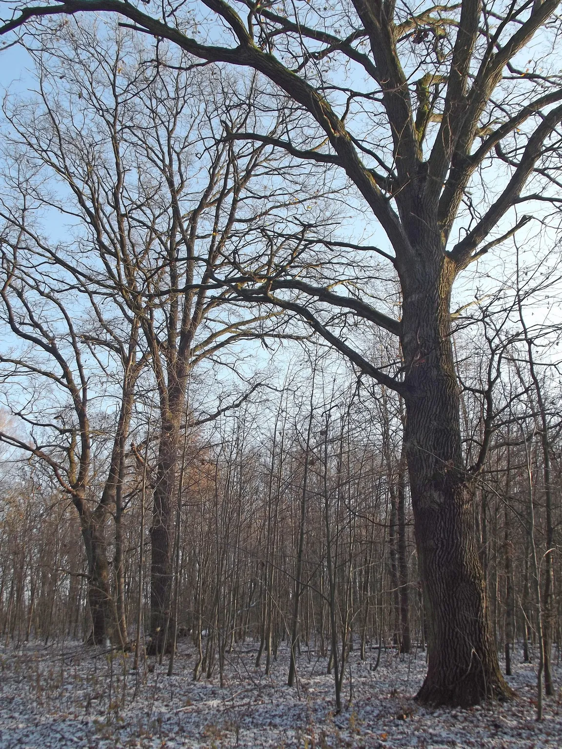 Rezerwat przyrody Obory