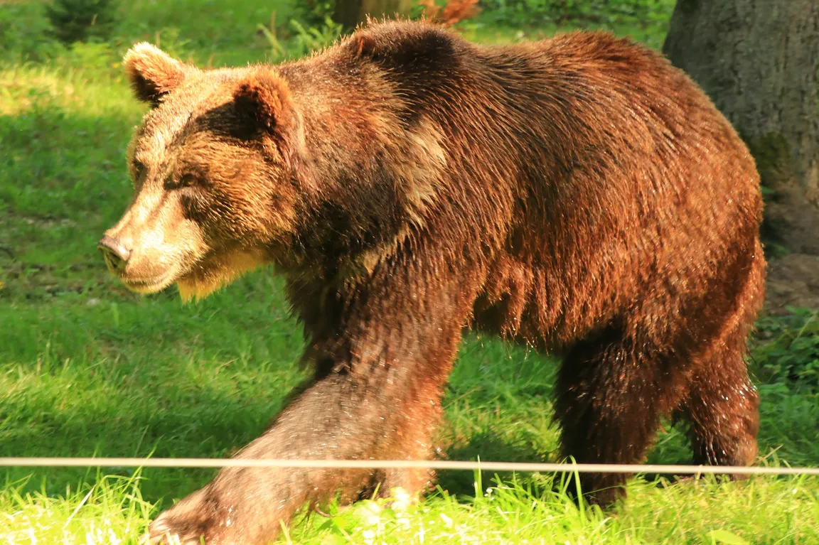 Wildlife and Leisure Park Allensbach