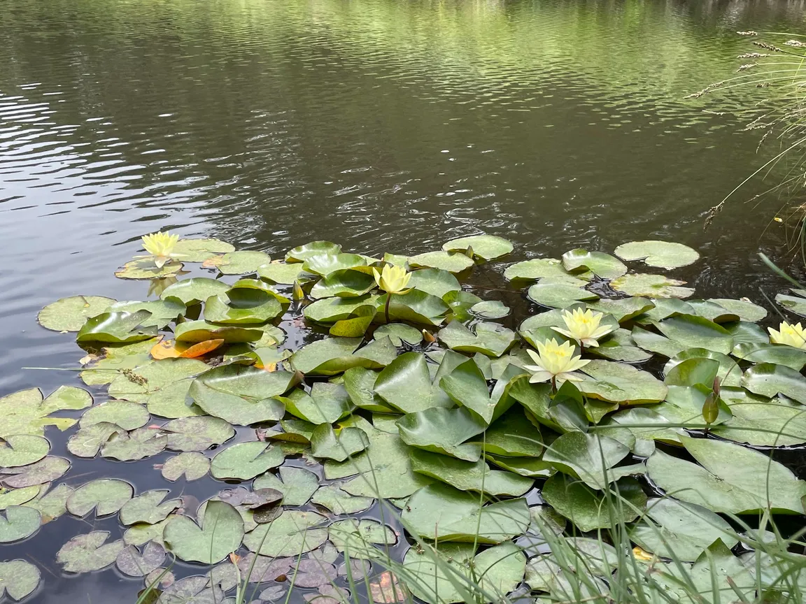 Lagoa dos Mosqueiros