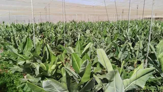 Finca Ecológica La Calabacera