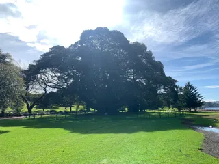 Fig Tree Lawn - Royal Botanic Garden