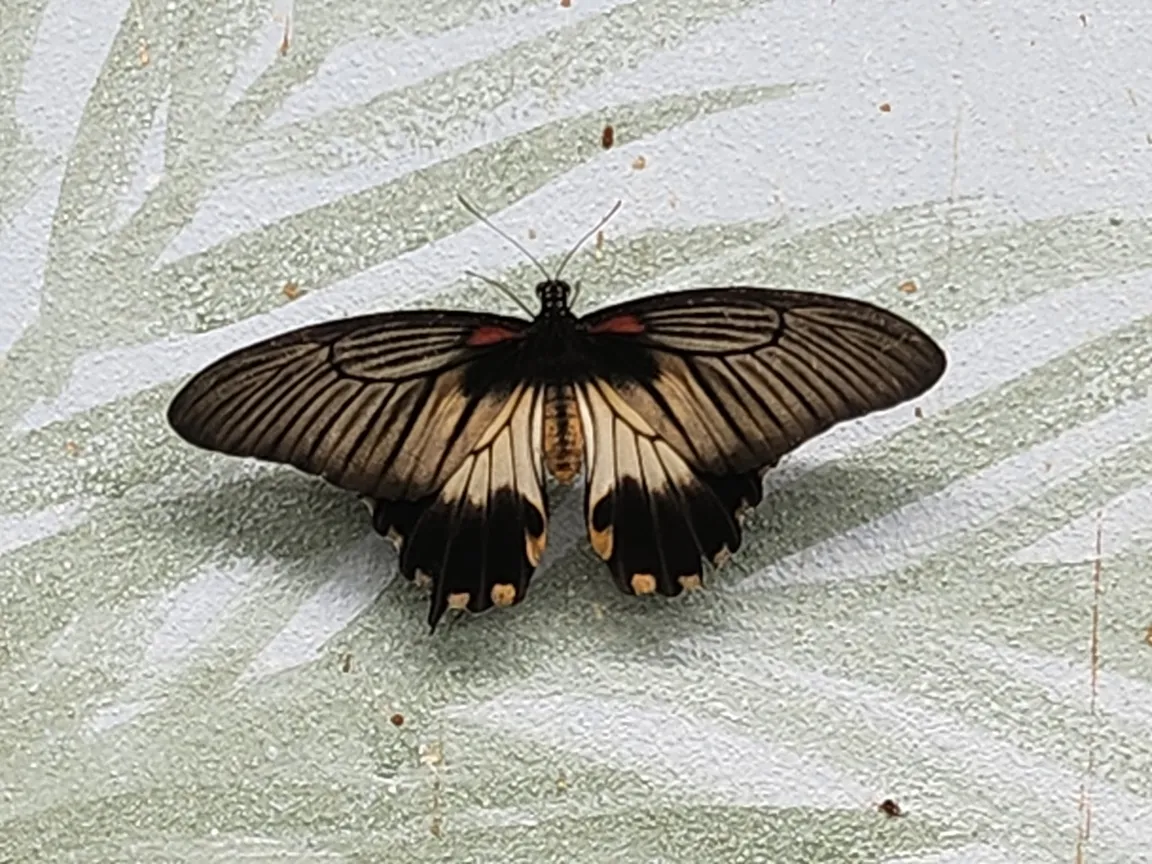 Butterfly House