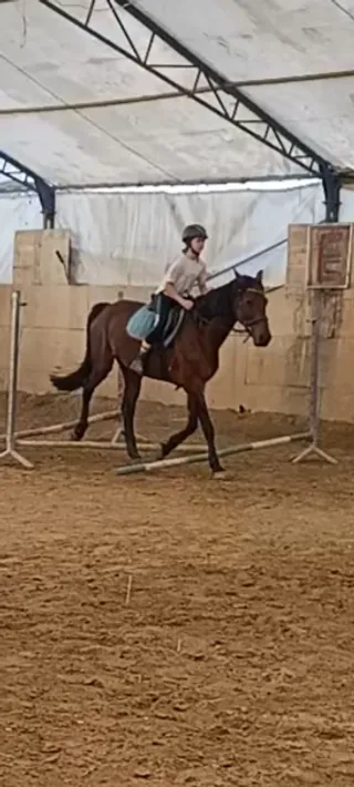 Horse&Fun Nauka jazdy konnej