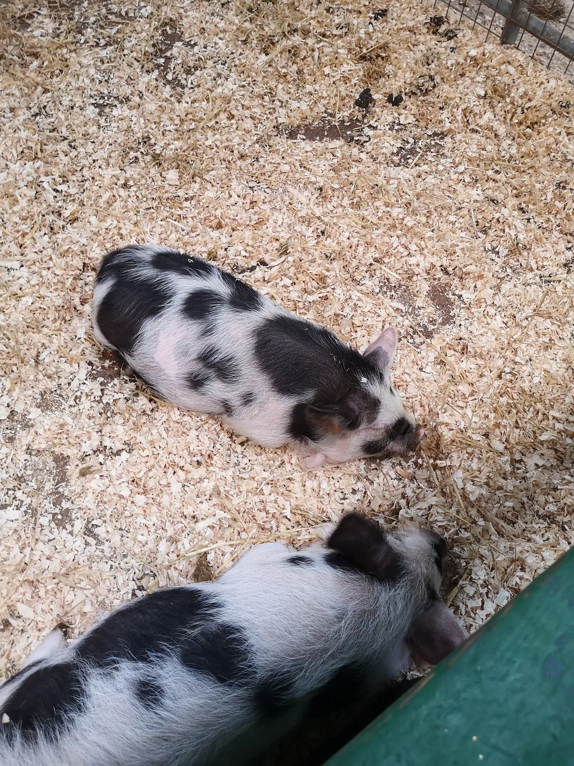 Farmer Palmer's Farm Park