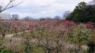 Osaka Castle Plum Grove