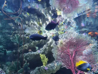 Aquarium of the Pacific