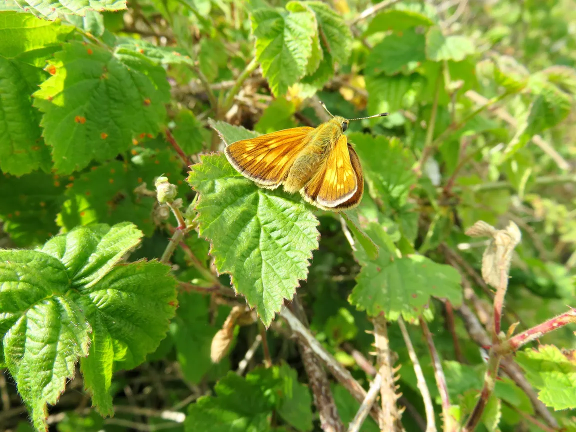 Blakehill Farm Nature Reserve
