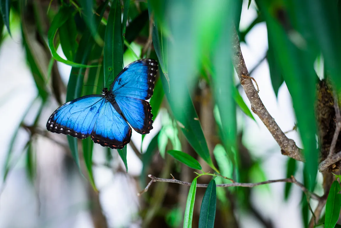 Butterfly House
