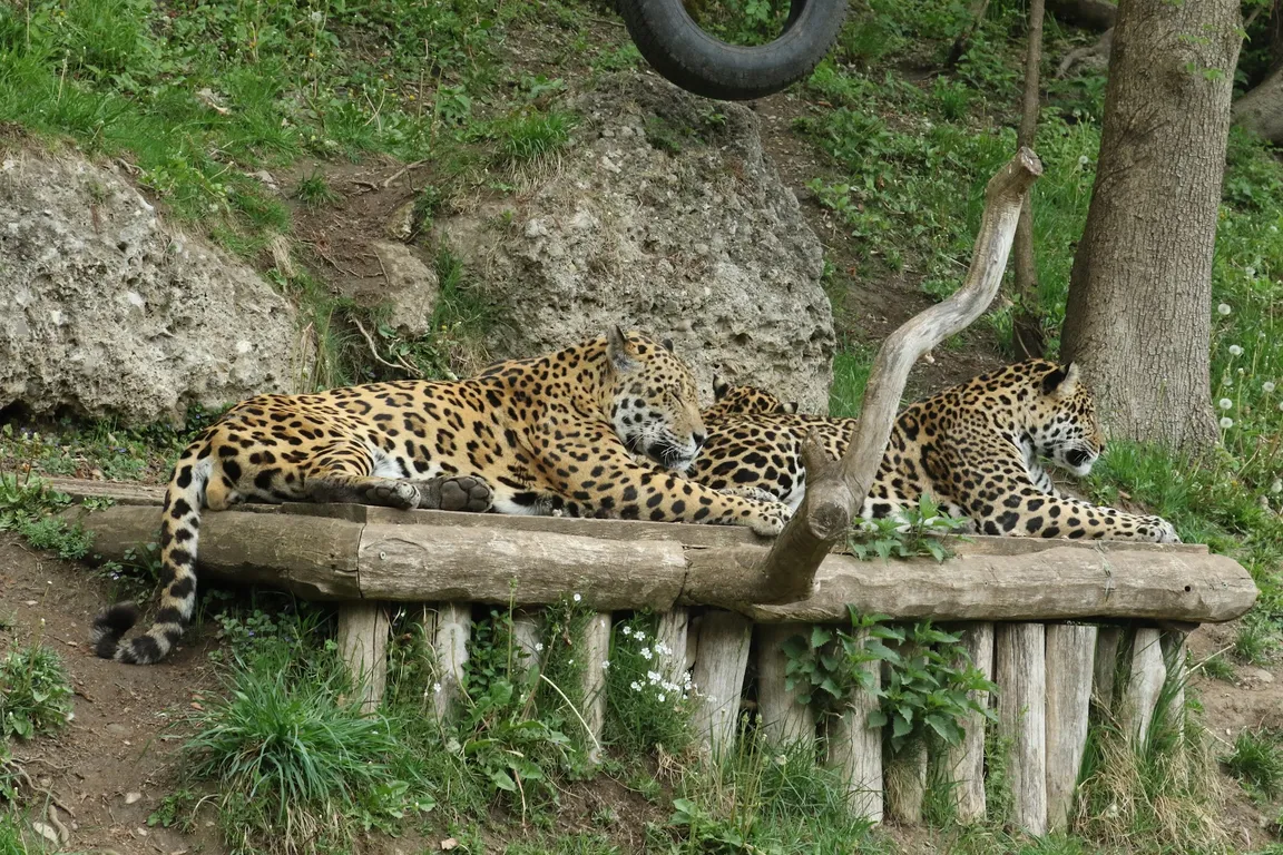 Salzburg Zoo Hellbrunn