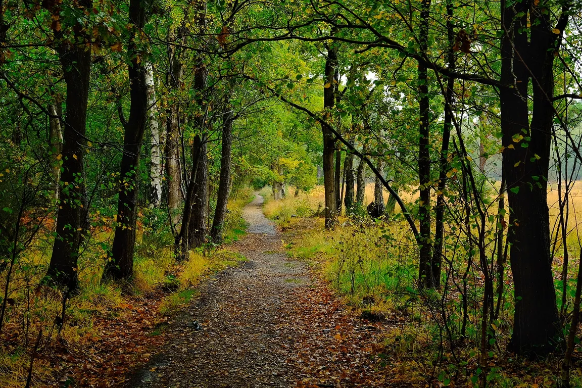Whitmoor Common