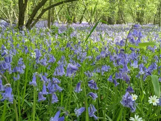 Finemere Wood