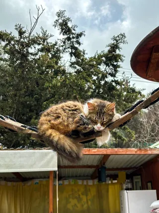 Tala Cat Feeding Shelter