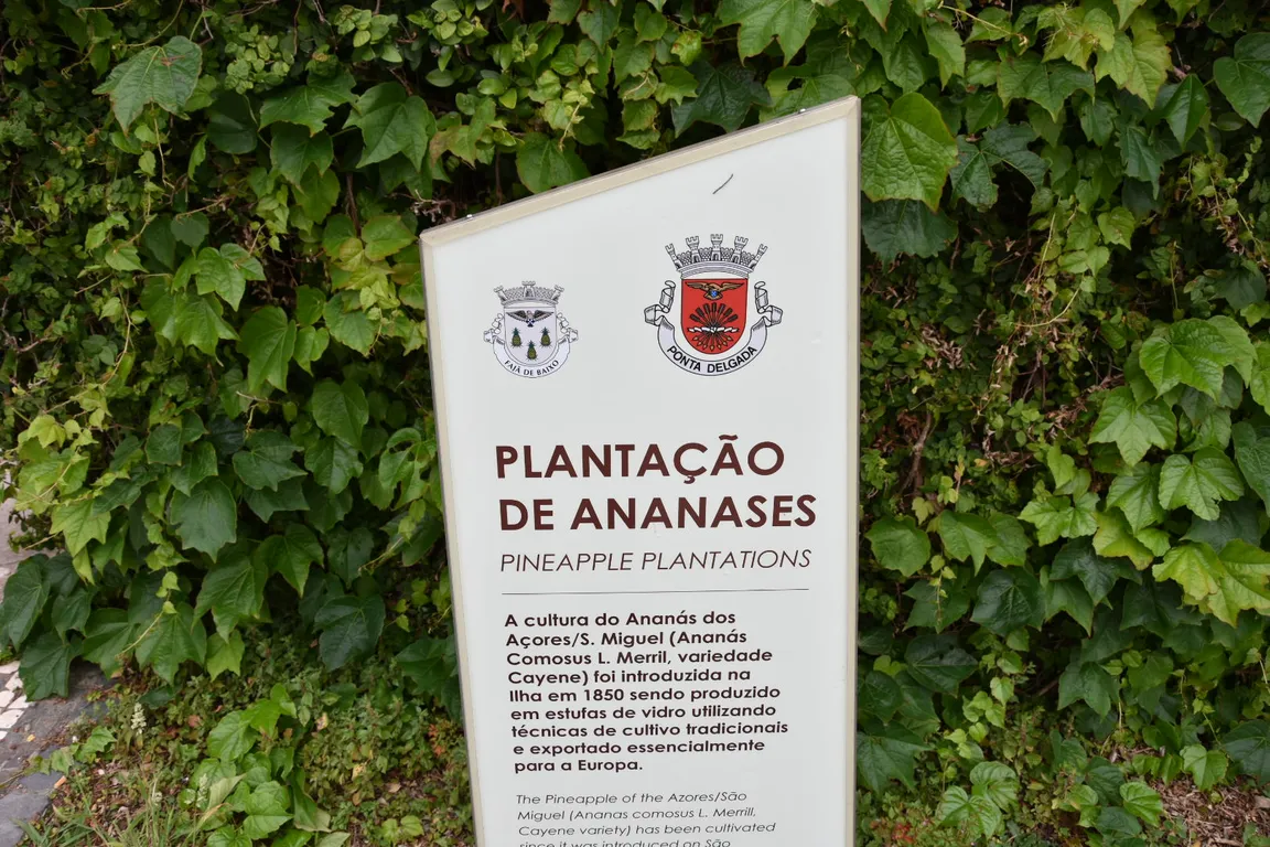 Plantação Ananases A Arruda