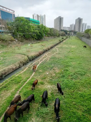 Sheung Yue River