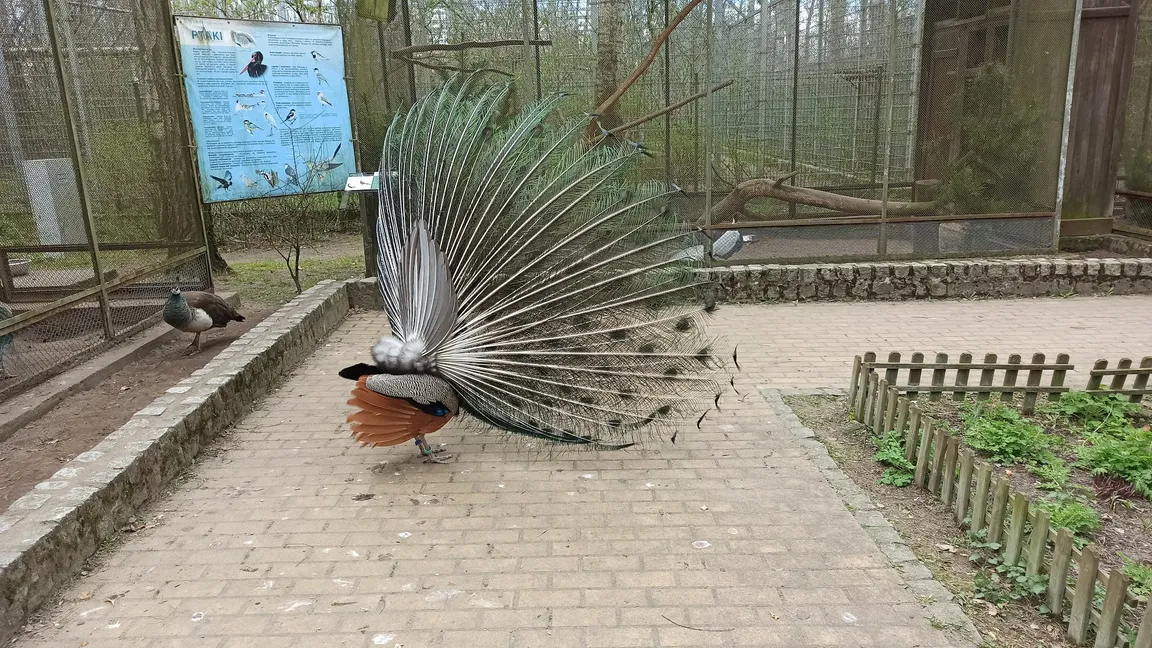 Myślęcinek Leśny Park Kultury i Wypoczynku