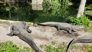 Busch Gardens Tampa Bay