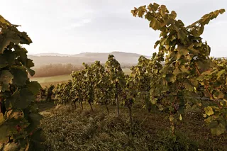 WEINGUT HIRTH GmbH