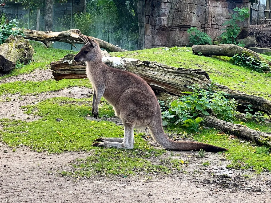 Copenhagen Zoo
