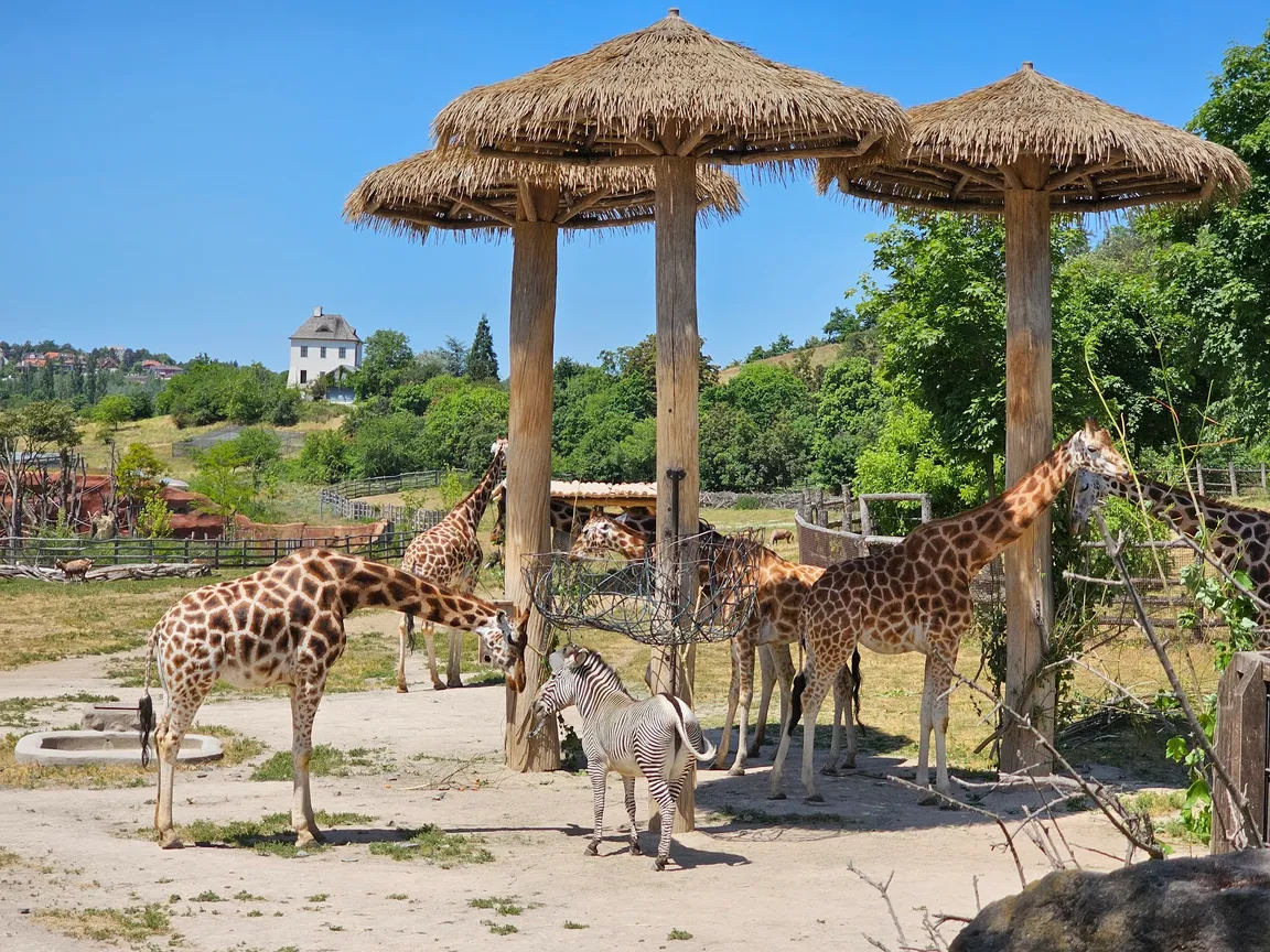 Ogród zoologiczny w Pradze