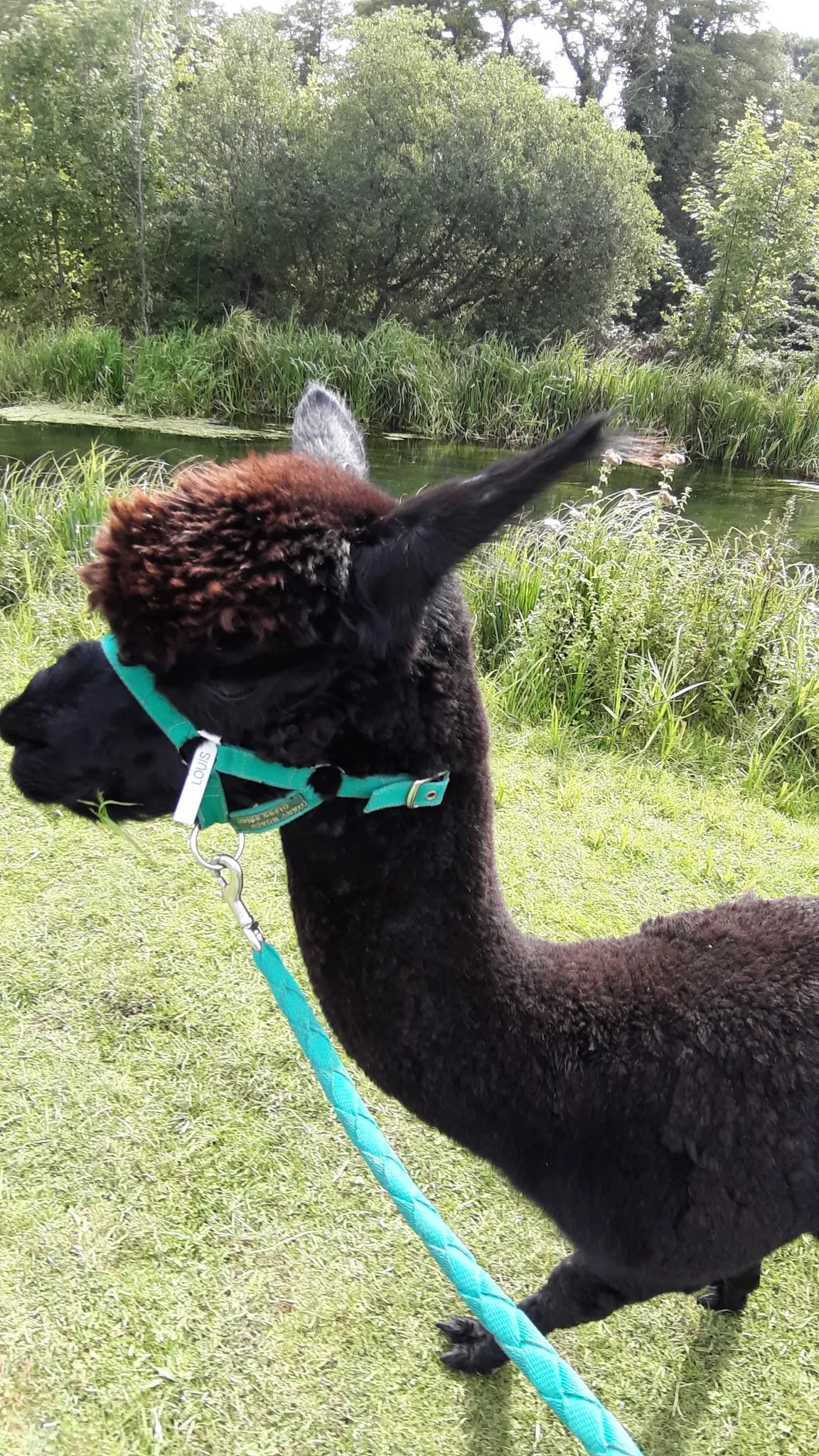 Alpaca walking Hensting Alpacas limited