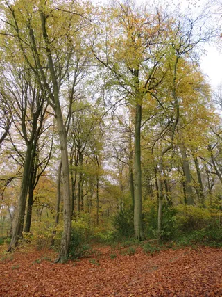 Captains Wood