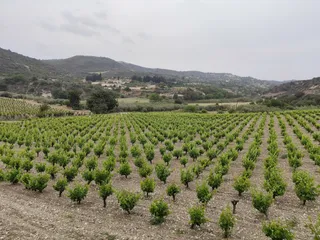 Cyprus Taste Tours - Larnaca
