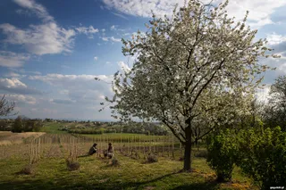 Winnica Amonit