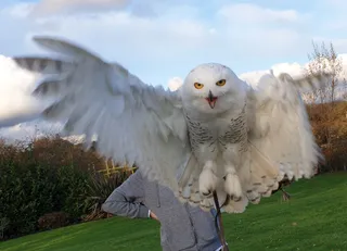 Feathers and Fur Falconry Centre
