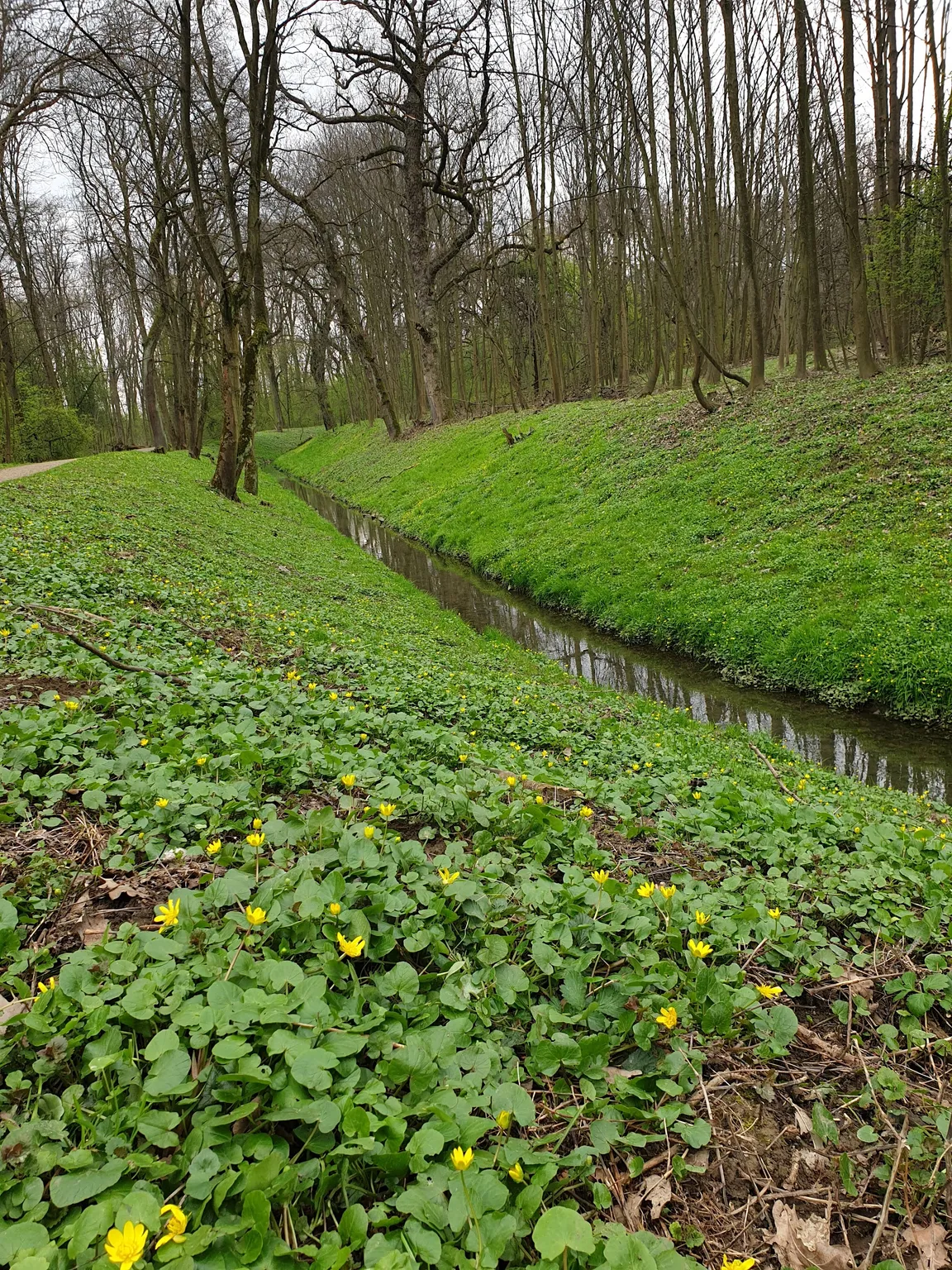 Zalesiona ścieżka spacerowo - biegowo - rowerowa