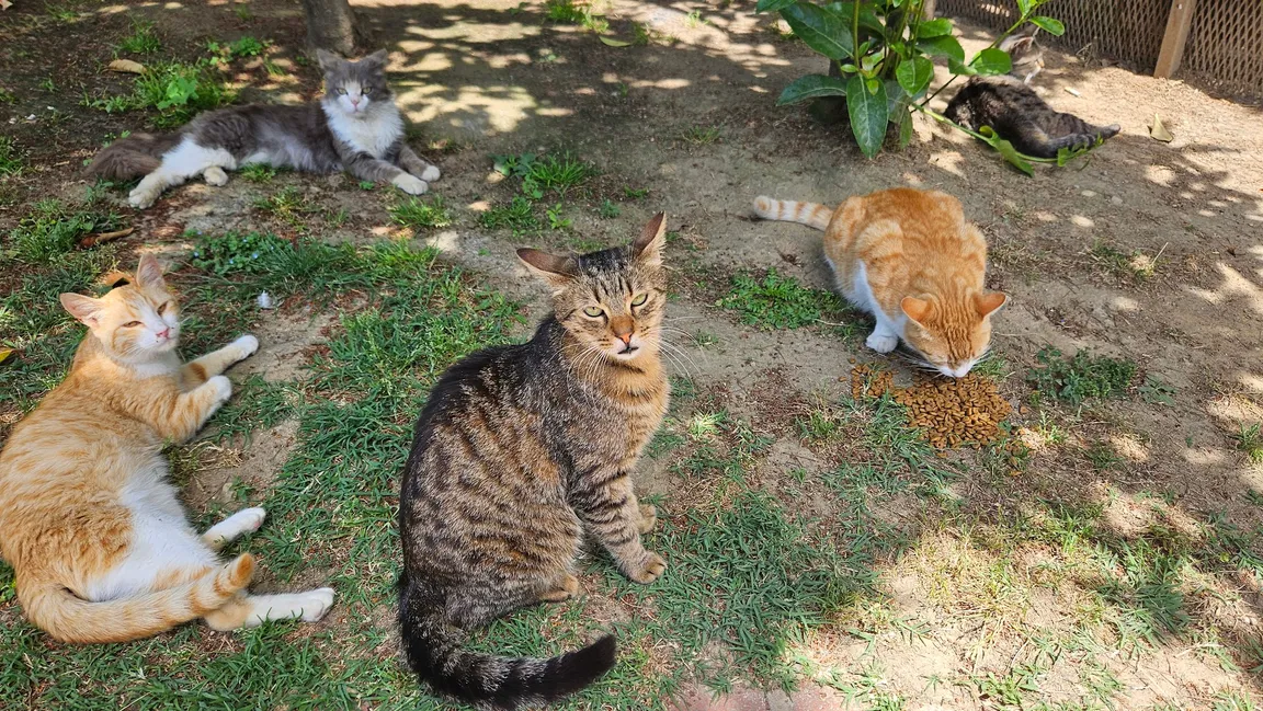 Real cat park