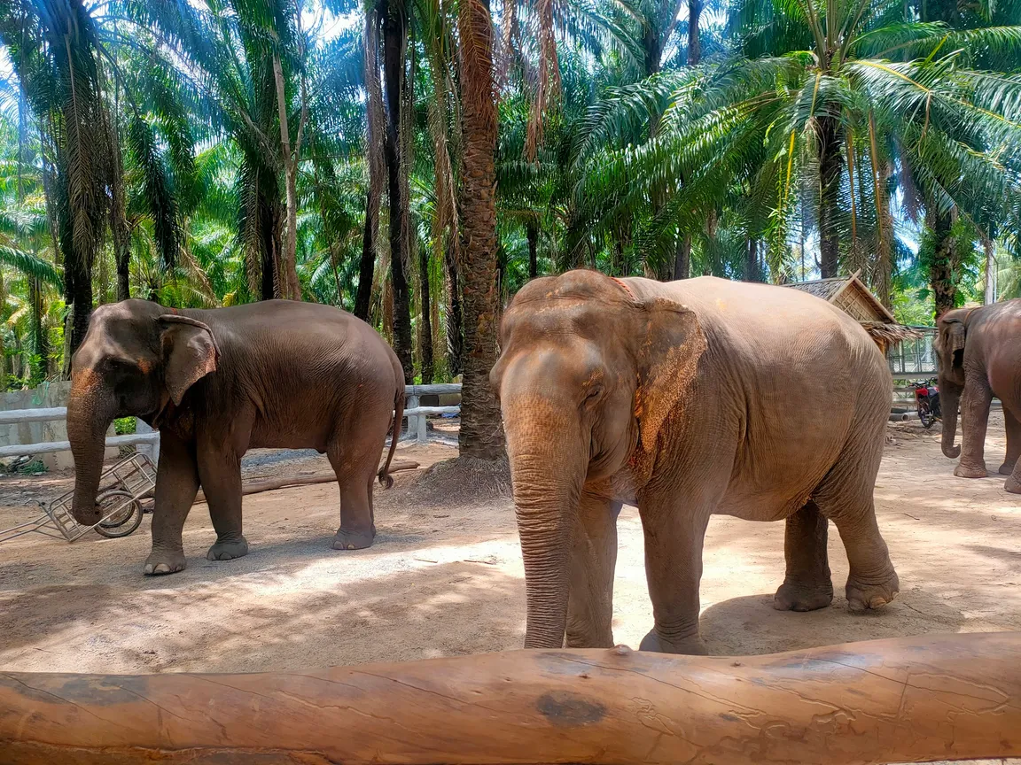 Krabi Elephant Shelter