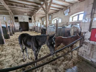 Stado Ogierów Książ