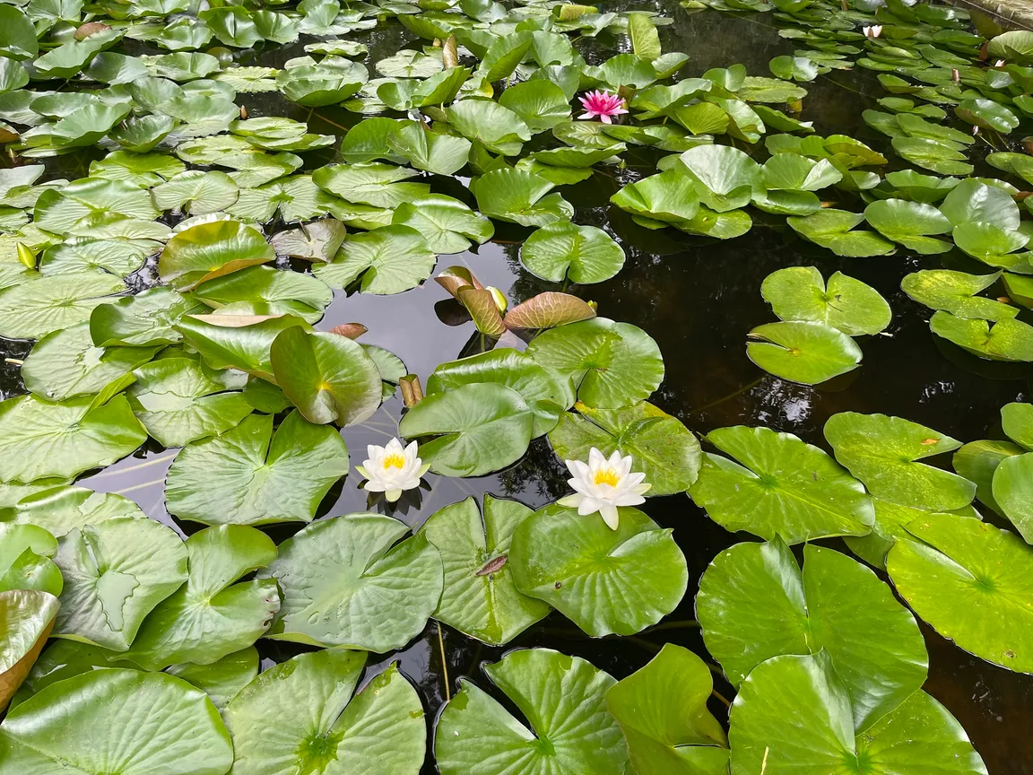 Ogród Botaniczny Uniwersytetu Warszawskiego