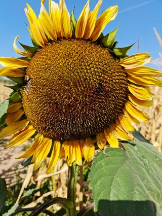 Albohayra Farm | مزرعة البحيرة