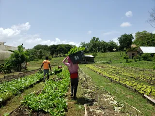 Taino Farm