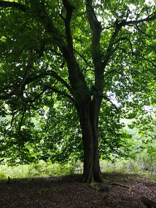 Big Belly Oak