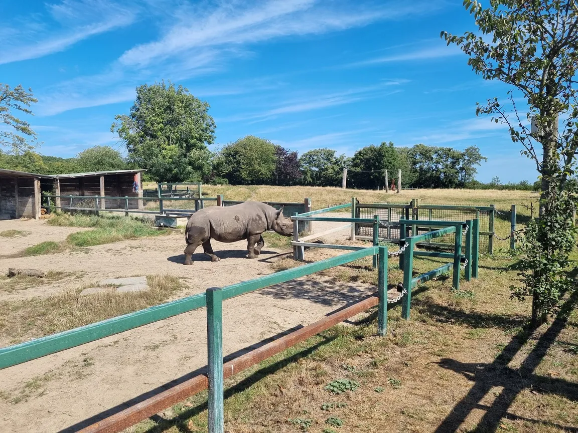 Howletts Wild Animal Park