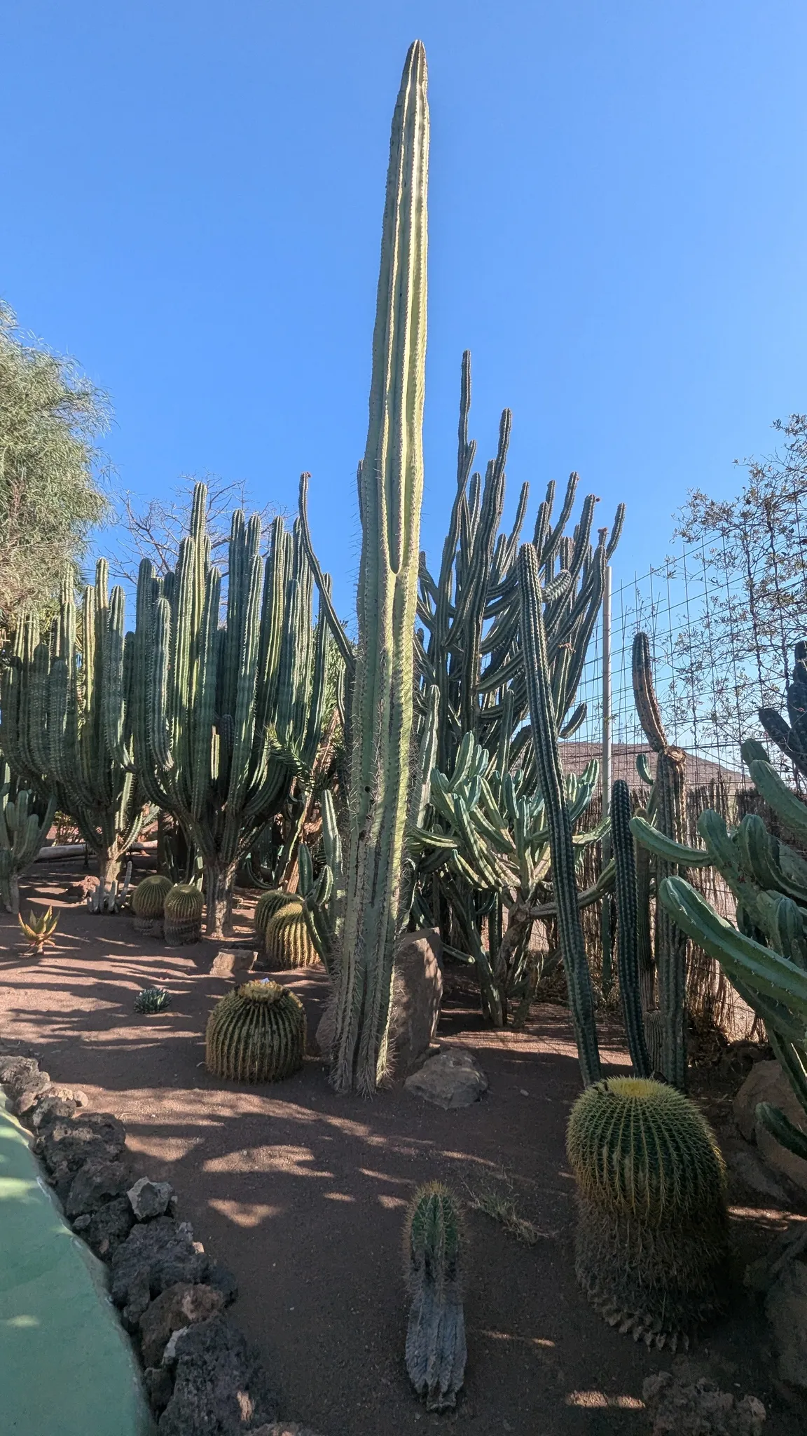 Cocodrilo Park Gran Canaria