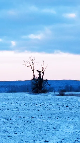 Dąb orzeł