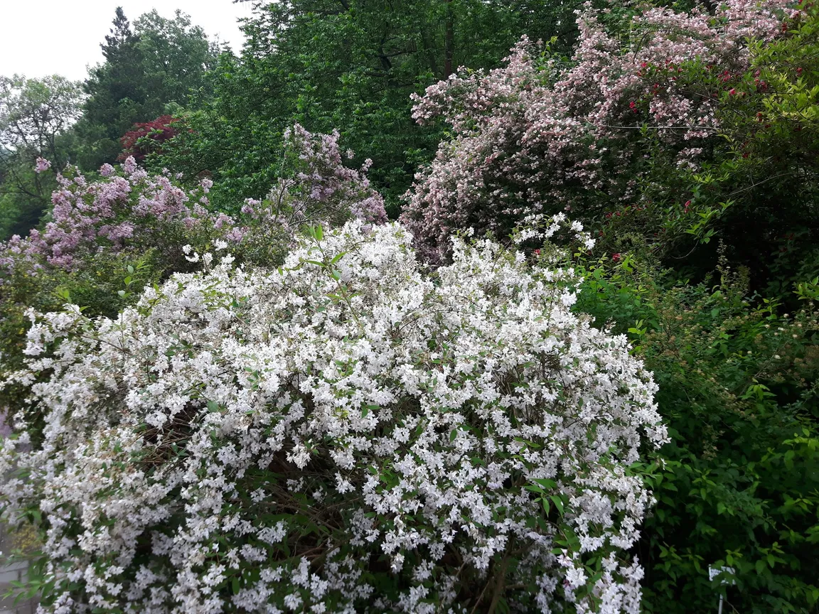 Ogród Botaniczny UMCS