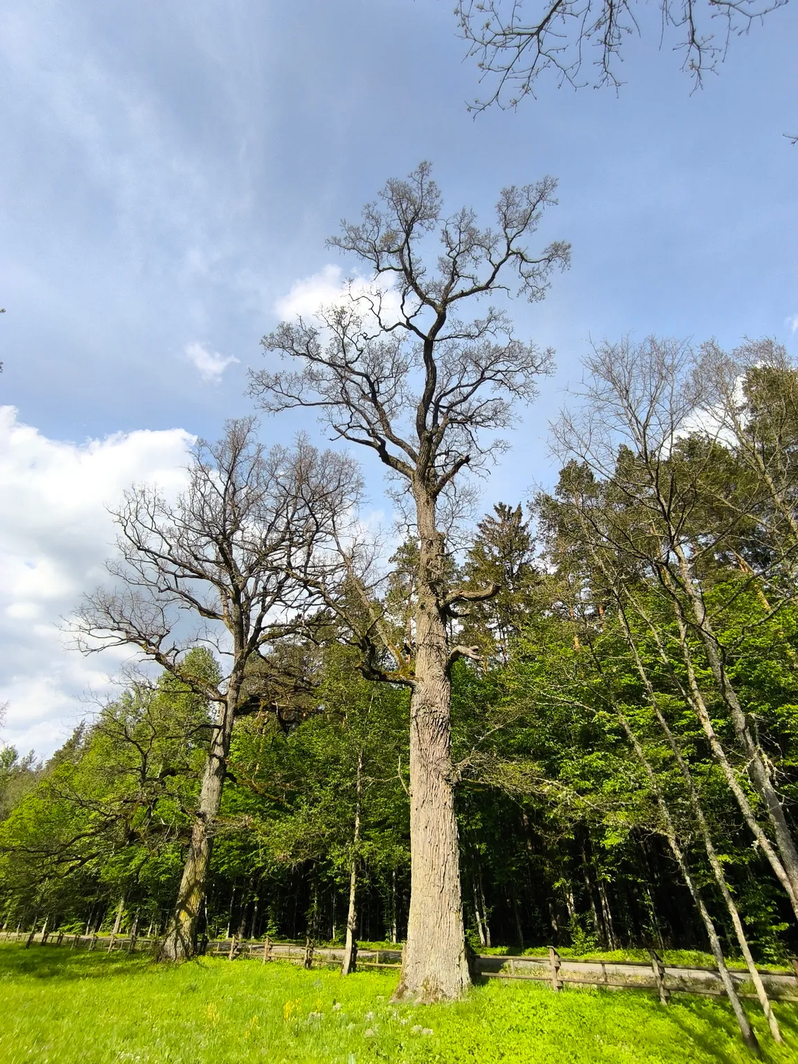 Stara Białowieża