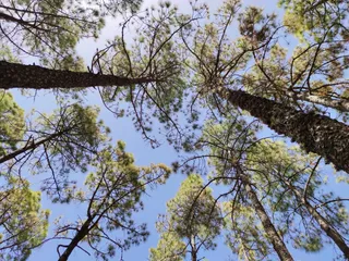 Zona de acampada Llanos de la Pez