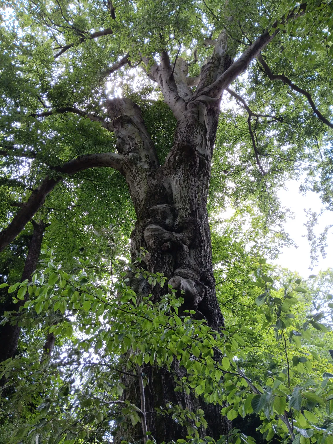 Park Górski w Parku Mużakowskim